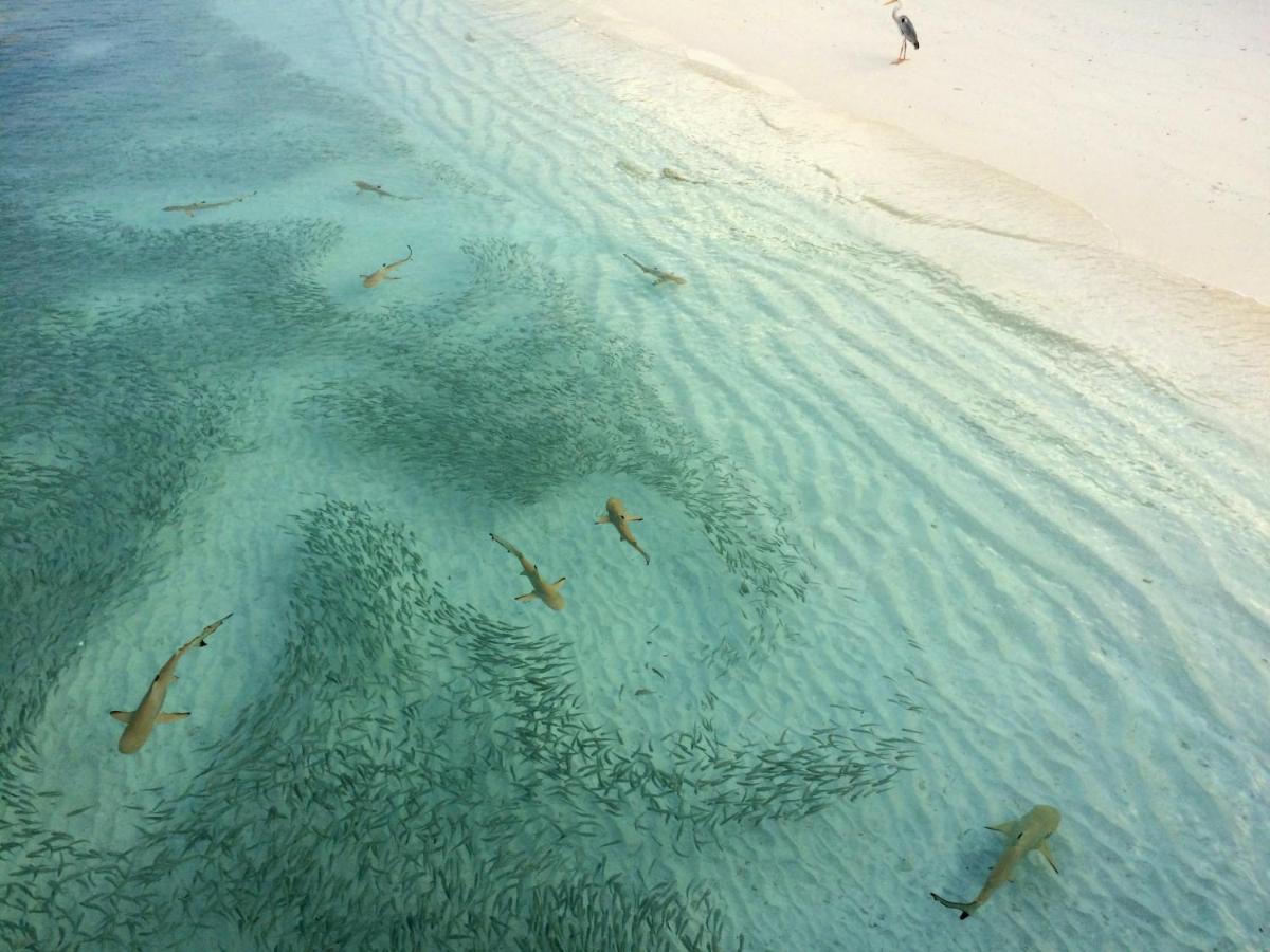 Aquzz Hotel & Spa - Maldives Maafushi Bagian luar foto